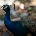 Daman-e-Koh Park Islamabad Pakistan _ Peacock | Blurb geek