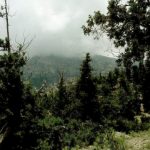 Juniper Forests – Ziarat – Baluchistan