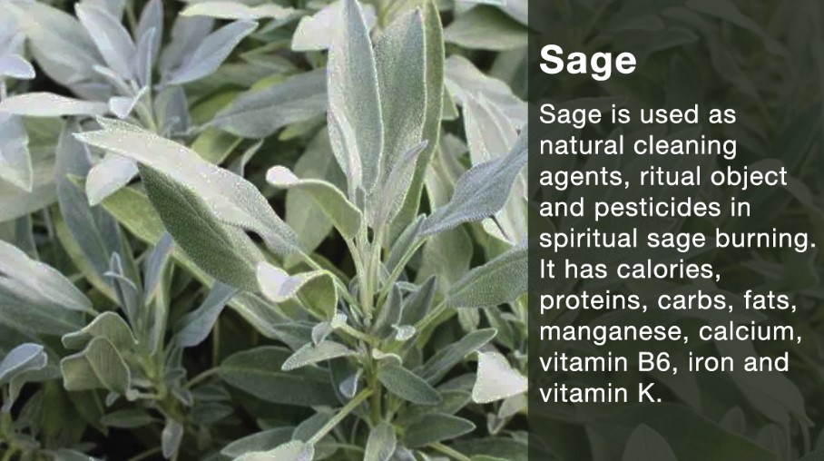 Benefits of Eating Sage For Healthy Mind - Blurbgeek