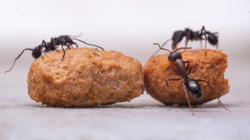Ants use pheromones for communication. So, cut the connection to stop the ant invasion Blurbgeek