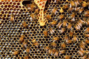 Bees convert nectar into honey via different salivary enzymes. And store it in honeycomb- Health benefits of honey